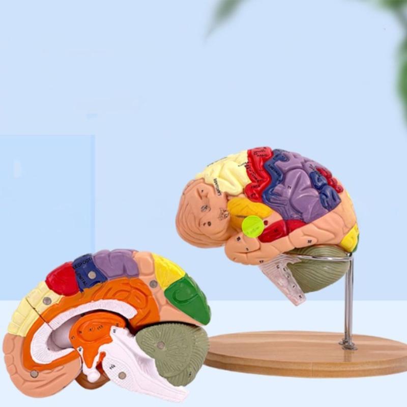 Modelo de Anatomía Cerebral Muestra el Tronco Encefálico y Otras Partes del Cerebro Humano