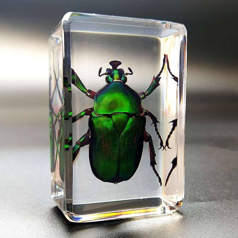 Okazy Owadów: Prawdziwy Pająk, Skorpion, Osa Błotna w Przezroczystej Żywicy do Nauczania i Dekoracji