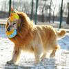 Pet Costume Lion Mane Wig For Dog Halloween Festival Dress Up Prop Fashion Gift