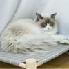 1Set Cat and Dog Hammock Bed  Wooden Cat Hammock Elevated Cooling Bed Detachable Portable Indoor Outdoor Pet Bed