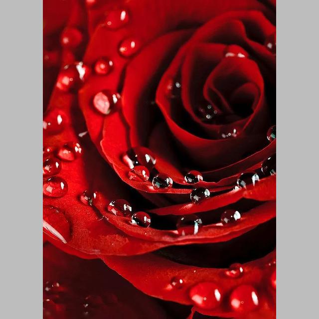 

DIY 5D алмазная живопись Яркие розы Алмазная мозаика наборы крестиков украшение дома полная круглая алмазная вышивка Round 20x30cm