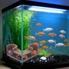 Fish Tank Tunnel Wood Grain Fish Tank Corner Tunnel Two Hole Aquarium Underground Tunnel Cave Fish And Shrimp Shelte Decoration