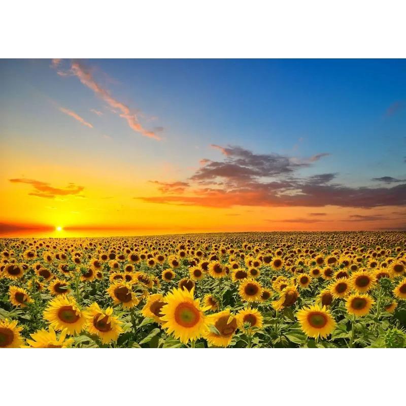 

Поле подсолнухов на закате Солнечный пейзаж Художественные постеры Холст Живопись Настенные принты Картины для гостиной Домашний декор Cuadros 21cm×30cm NoFrame