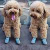 4Pcs Pet Shoes Lightweight Wear-resistant Breathable Fashion Dogs Mesh Sneakers Pet Supplies