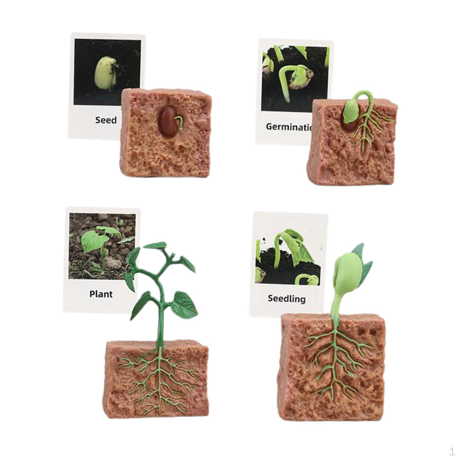 

Образовательный набор фигурок животных жизненного цикла для обучения детей Plant Growth