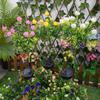 Solar Gardenia LED Flower Stake Light for Outdoor Decoration