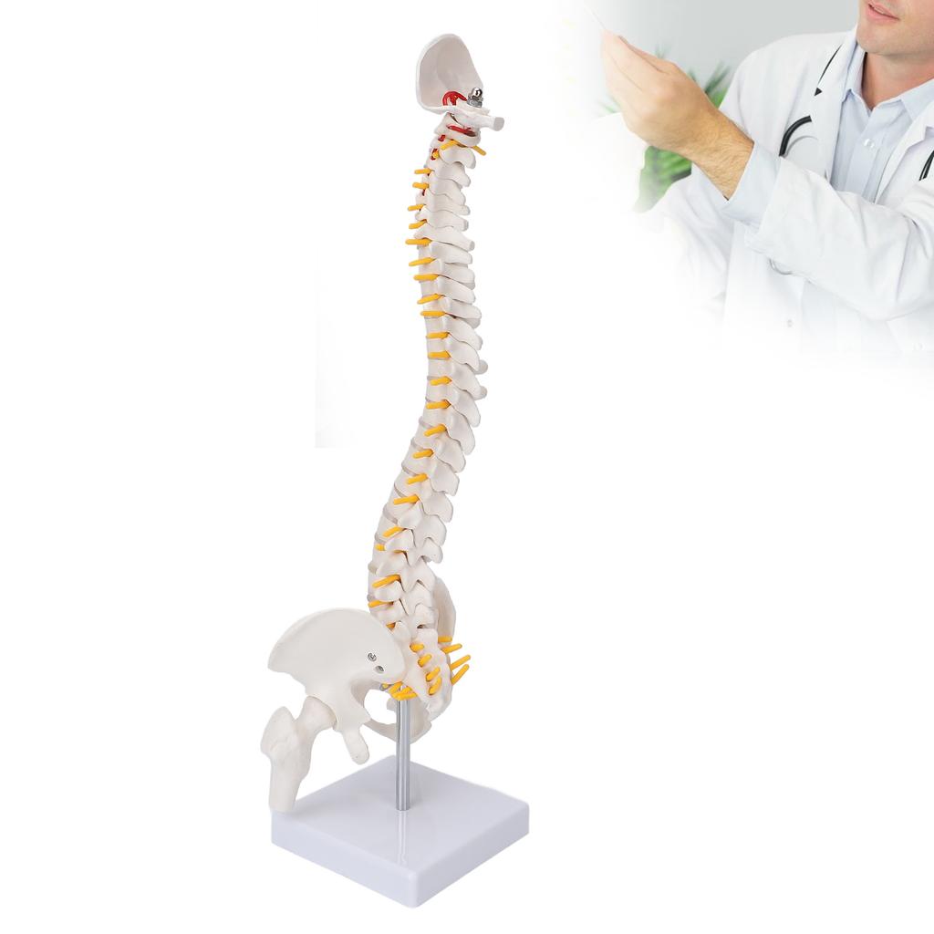 Vertebral Column Model Flexible Spine Caudal Vertebra Anatomical Model with Spinal Nerves for Science Classroom Teaching