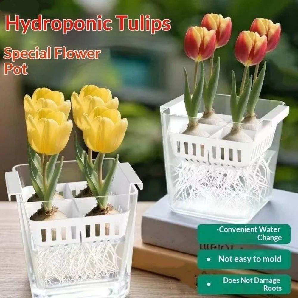 4 Grids Water Culture Planter Clear Tulip Bulb Planter Corm Plant Growing Pots Balcony Planting