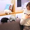 Simulated 3D Mouse Rat Animal Soft Plush Doll Toy Sofa Couch Decor New Year Gift