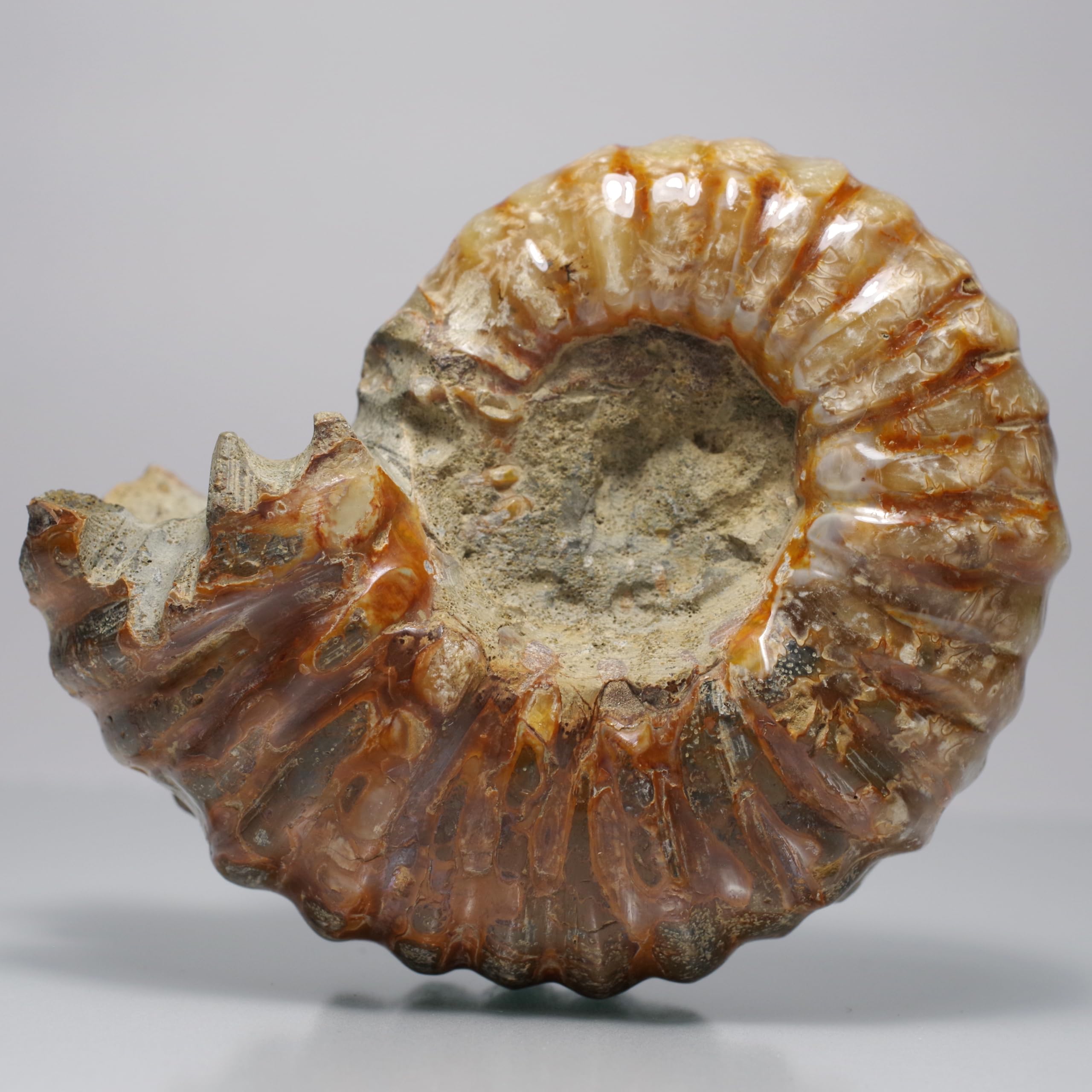 stone Natural Fossil Ammonite [N2 Natural] (Ammonite-Douvilleiceras sp.) / Touch-Specimen (9  One-of-a-kind  approx. 352g, 95x74x49mm)