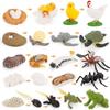 Early Education Kids Child Realistic Animal Growth Process Figures Toy Model