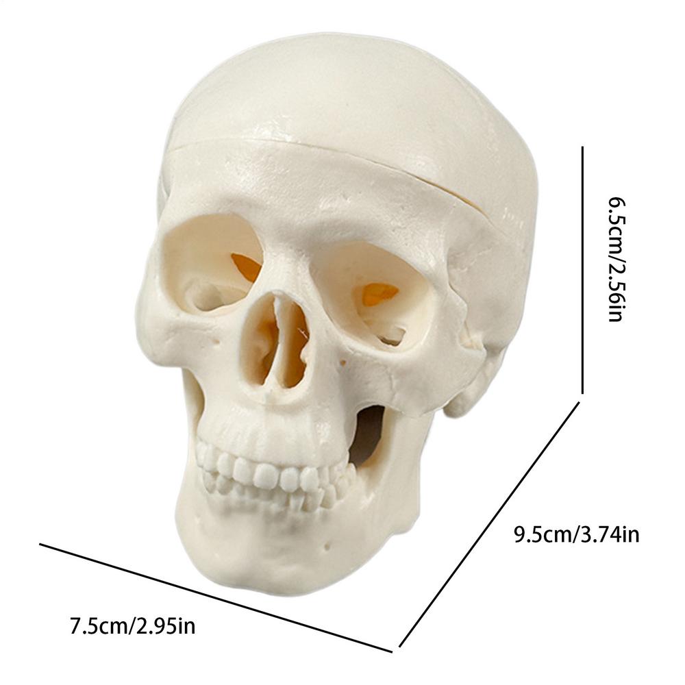 

Skull Anatomy Model Mini Skeleton Head Realistic Skull Anatomy Teaching Study Tool for Learning Classroom Home Display Halloween белый