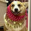 Dog Dance Costume Corgi Waist Chain Butt Curtain Clothes Pet Sequin Belly