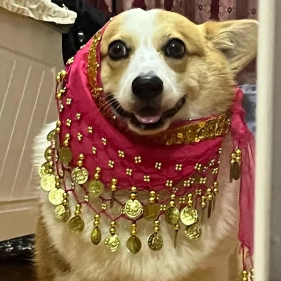 Dog Dance Costume Corgi Waist Chain Butt Curtain Clothes Pet Sequin Belly