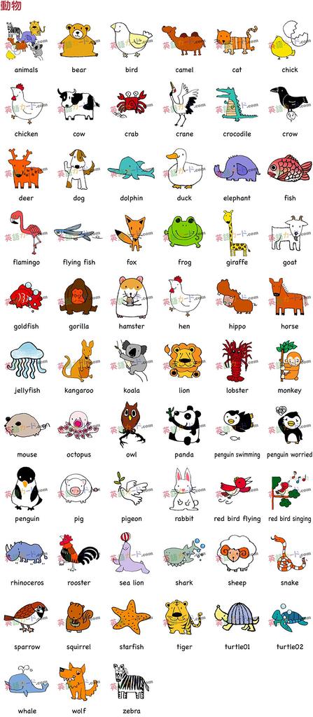 English Word Cards Flashcards, (Animals) Postcard Size