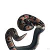 Bracelet, Novelty Simulation Animal Model Wristband, Scary Toys, Adults Teens Plaything for Party
