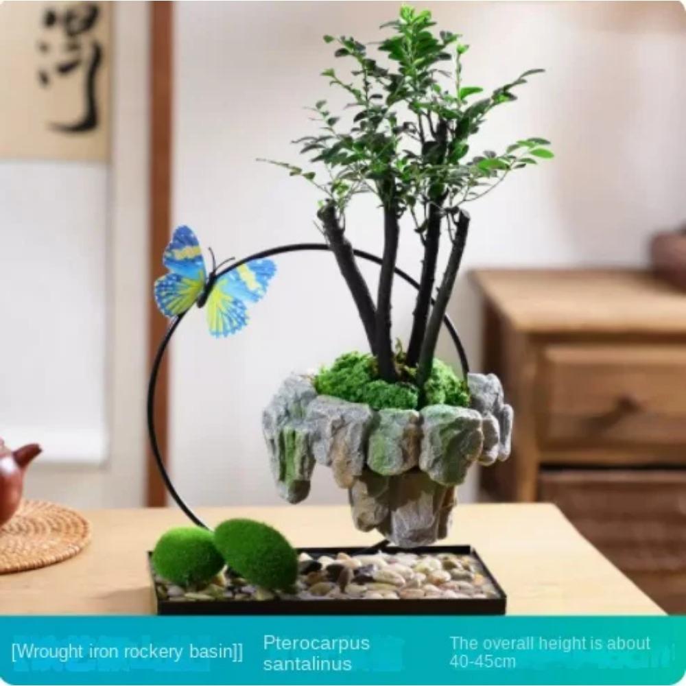 Facai Tree Nantianzhu Mizhu Bryophyte Green Plants Potted In the Living Room Office Small Leaf Rosewood Potted Landscape
