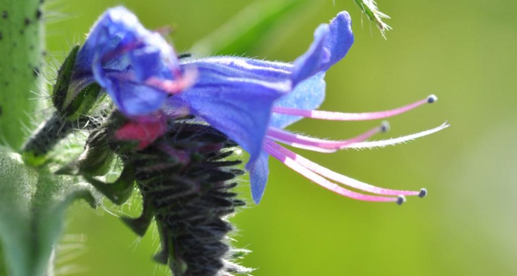60 Bugloss Seeds - Melliferous Flowers - Reproducible Peasant Seeds - Semiwild