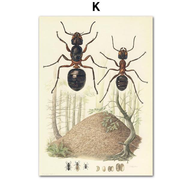 Vintage Beetle Insect Poster Specimen Retro Illustration Wall Art Canvas Painting Posters and Prints Picture for Living Room No Frame
