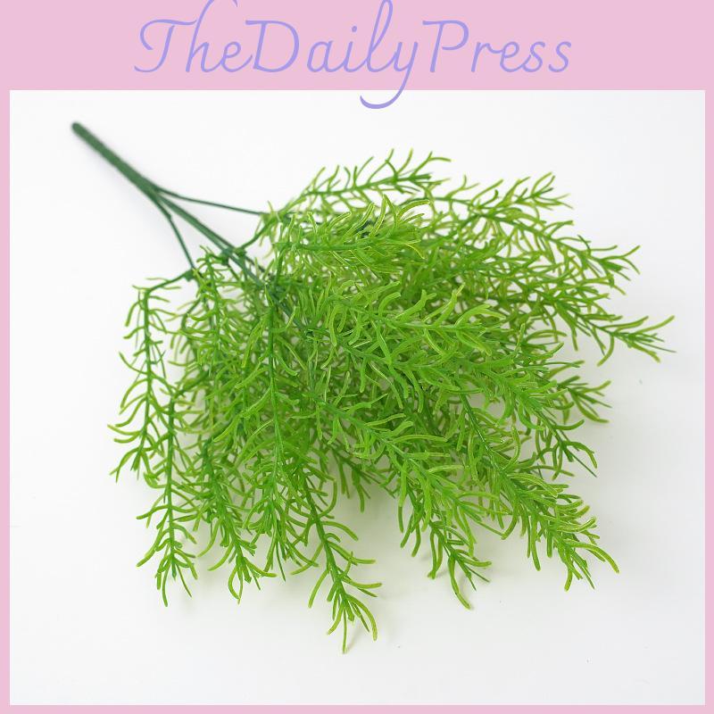 Plant Asparagus Cochinchinensis For Interior Decoration Photography Events