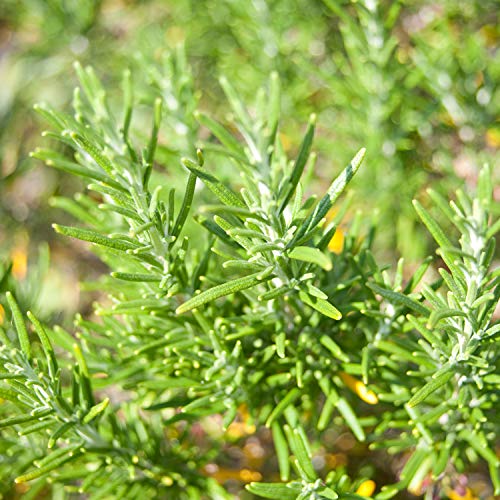 NEAL'S YARD REMEDIES Blended Essential Oil Focus 5ml