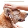 Cães – Cuidados de cães