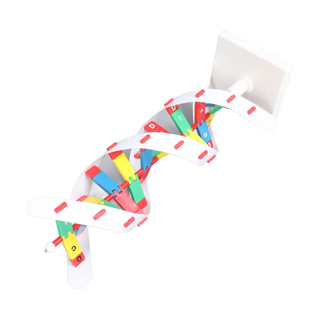 Kolorowy model podwójnej spirali DNA, model do składania, naukowa zabawka edukacyjna