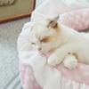 Deep Sleep Cat Kennel Dog Kennel Warmth In Winter Can Be Removed and Washed Teddy Pet Sofa Cat Dog Bed Pet Supplies