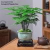 Asparagus Fern Indoor Bonsai: Easy-Care Evergreen for Home or Office Decor.