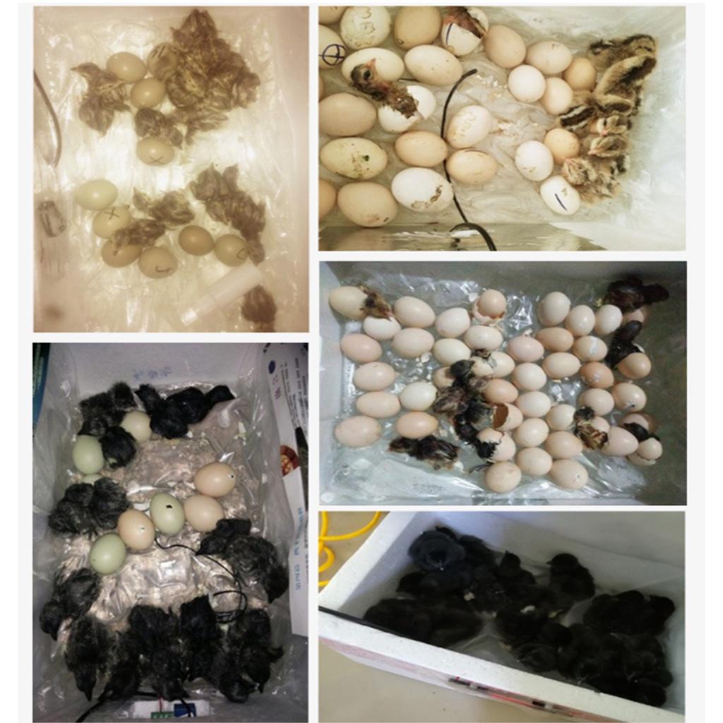 Cyfrowy pojemnik do inkubacji Inkubator do jaj Automatyczny odpowiedni do wylęgu węży Jaszczurki Gady Pudełko na jajka dla gadów Pudełko do hodowli gadów