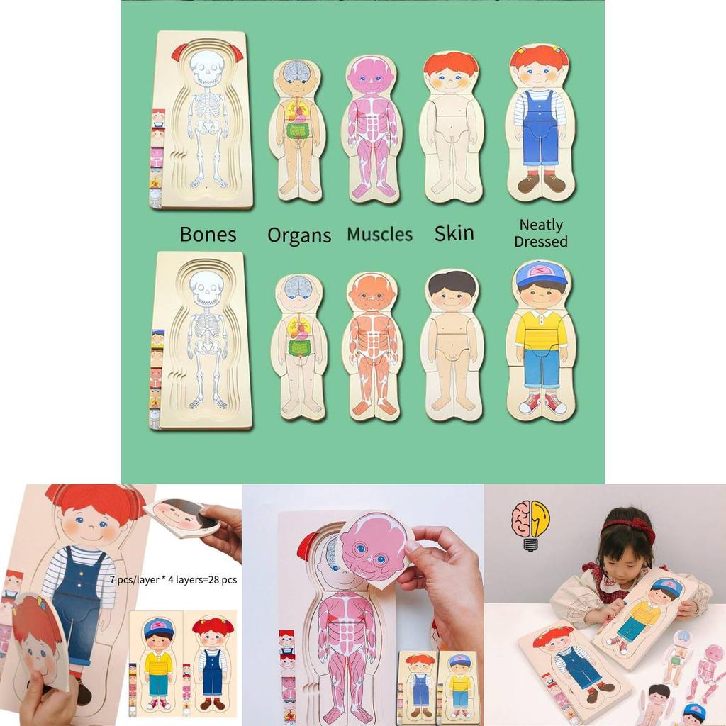 Holz-Puzzle-Spielzeug zur menschlichen Körperstruktur für Jungen und Mädchen