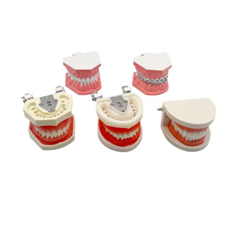 Detachable Dental Practice Denture & Oral Cavity Model