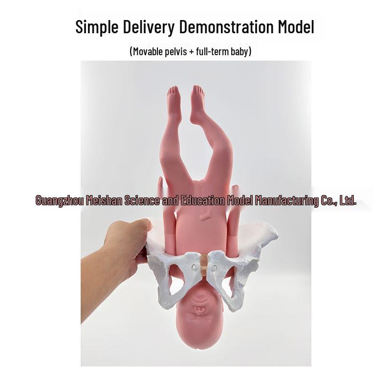 

Модель жіночих тазових м язів і м язів тазового дна для акушерства та освіти з питань пологів