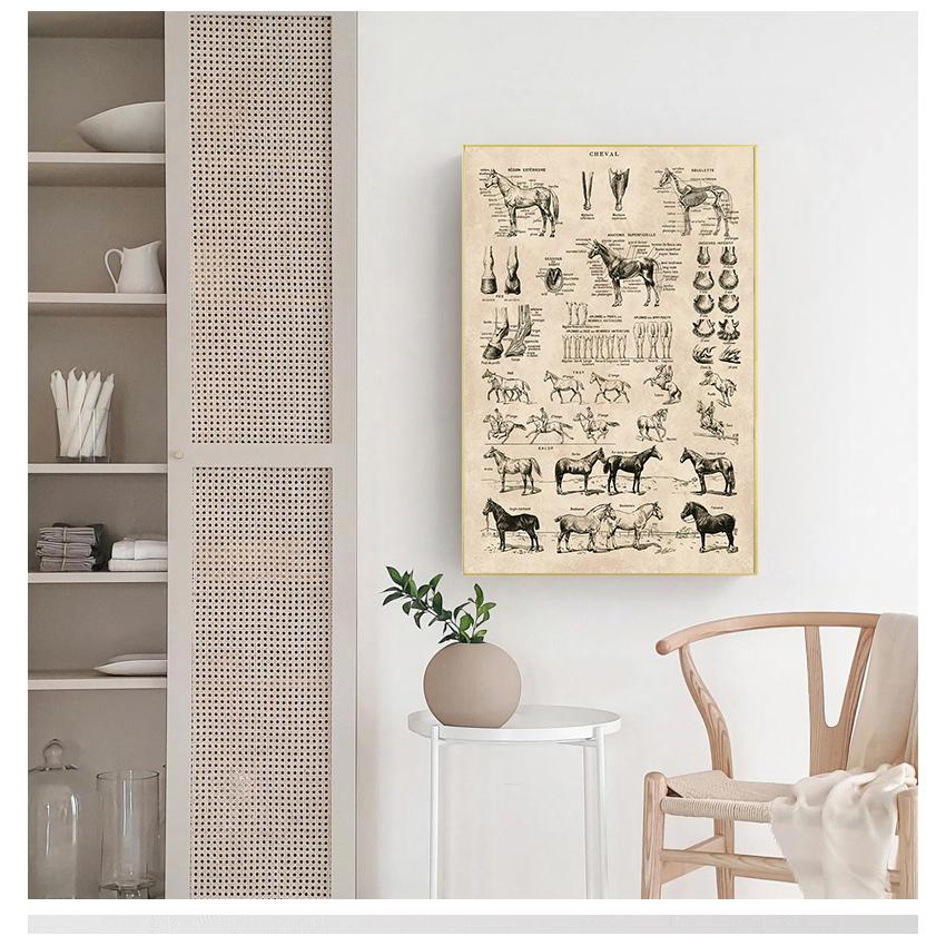Prints Biology Wall Art Decor , Horse Illustration Animal Poster Canvas Painting Office Decor Vintage French Horse Anatomy Chart No Frame