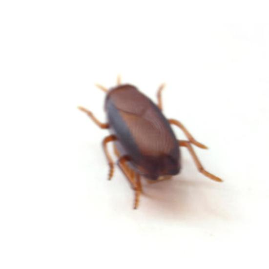 1Pc Electronic Trick-Playing Toy Simulation Insect Crawl Cockroach Vibration Toy