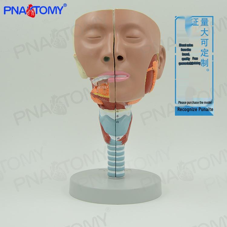 Anatomical Model for Human Throat Muscles: Nasopharynx, Larynx, Trachea, & Pharyngeal Rehabilitation 6.5×5.9×11.4in