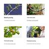Stainless Steel Garden Pruning Shears for Branches, Flowers, and Fruit Trees