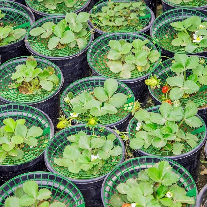 5/20 ks Podpěry na jahody se 3 podpěrnými nohami Podpěra pro plody rostlin Stojany na pěstování zeleniny Přenosné zahradní potřeby