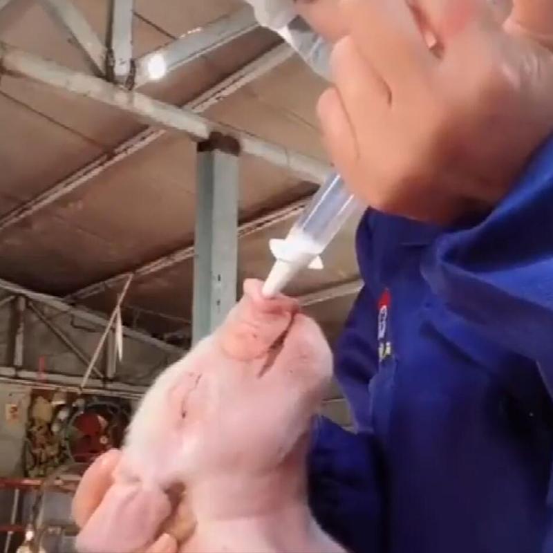 10Pcs Pig Nasal Spray Vaccine Immunization Sprinkler Pigs Pseudo Rabies Nose Device Veterinary with Nasal Spray Head