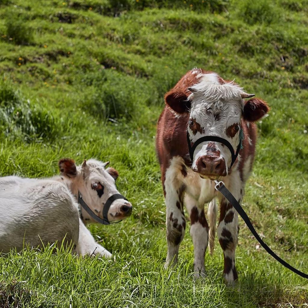 Horse & Cattle Adjustable Halter Heavy - Duty Lifting And Traction Rope Equestrian Supplies