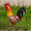 Elegante Scultura di Gallo in Metallo Per Giardino e Decorazione della Casa Ornamenti per Prato sul Retro Con Finitura Resistente alle Intemperie