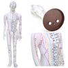 60cm Acupuncture Model Human Acupuncture Meridians Model with Base Acupuncture Needle Set