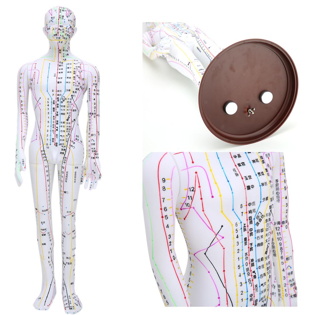 60cm Acupuncture Model Human Acupuncture Meridians Model with Base Acupuncture Needle Set
