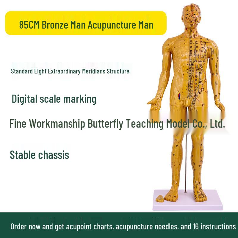 Ultra-Clear Silicone Model: Acupuncture & Meridians Teaching for Tuina Massage Practice