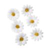 6Pcs Cute Daisy Small Flower Hairpins Headwear Side Hairpin New BB Hair Clips  Girls