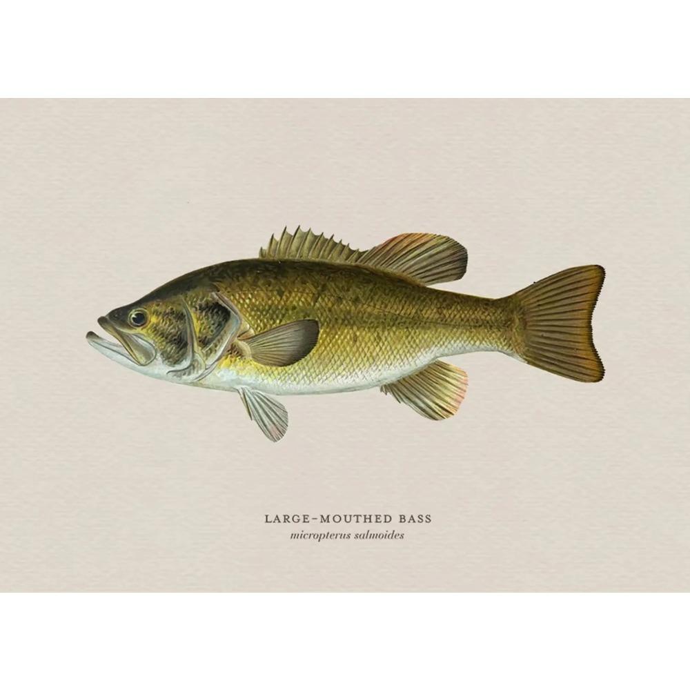 Vintage Bass Fish Trout Fly Fishing Posters Prints Canvas Painting Fisherman Retro Wall Art Picture for Living Room Home Decor