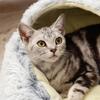 cat and dog Beds, Soft Plush Round Bedding Sleeping Pet Calming Nest Bed Cuddler for Kitten