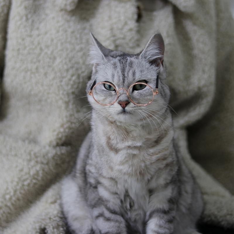 Cat Eye-wear Photos Props Accessories Cosplay Glasses Clear Lens Round Funny Clear Lens Round Glass Gift for Pet Puppy