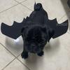 Cute Pet Collar Cat Costume Black Bat Wing Halloween Party Supplies Cosplay Clothing for Cats