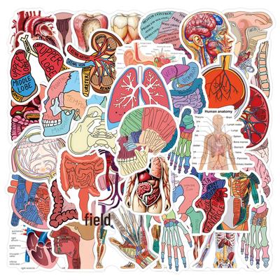 60 Waterproof Cartoon Human Organ Anatomy Stickers for Decor, Journals, Water Bottles, and Laptops